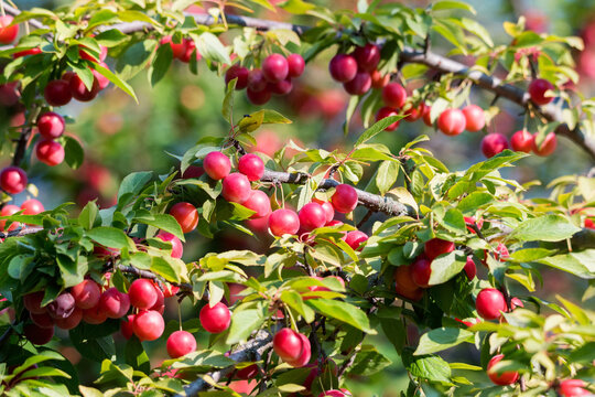 Prunus cerasifera or cherry plum. Branch with red fruits.