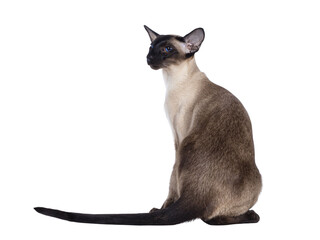 Young adult seal point Siamese cat, sitting backwards. Looking over shoulder showing profile with mesmerizing blue eyes. Isolated cutout on transparent background.
