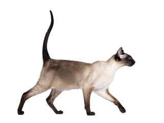 Young adult seal point Siamese cat, walking side ways. Looking straight ahead showing profile with mesmerizing blue eyes. Isolated cutout on transparent background. Tail fierce in air.