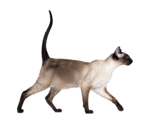 Young adult seal point Siamese cat, walking side ways. Looking straight ahead showing profile with mesmerizing blue eyes. Isolated cutout on transparent background. Tail fierce in air.