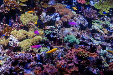 Fototapeta na wymiar Coral Reef and Tropical Fish in Sunlight.