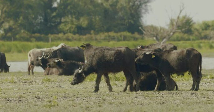 Herd Of Bubalus Bubalis (Water Buffalo) GrazingSlow Motion Image