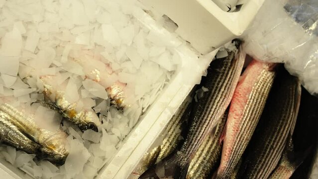 Boxes with delicious fresh raw white mullet fish with crashed ice in contemporary food market warehouse close upper view