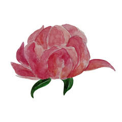 Watercolor set of pink peony illustrations, isolated object on white background