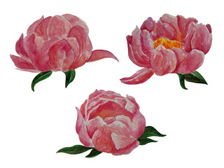 Watercolor set of pink peony illustrations, isolated object on white background