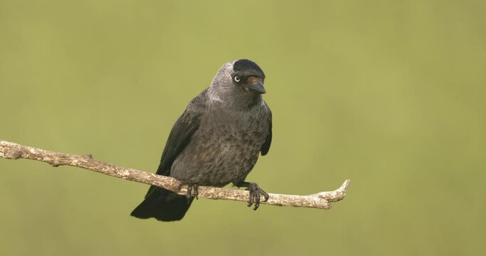 Western Jackdaws Sitting On Branch Close-Up Image