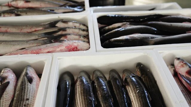 Motion above containers with fresh white mullet fish in ice crumbles standing in contemporary food market warehouse closeup