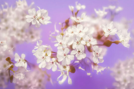 White cherry tree flowers scattered over a pink background, levitation, spring flowers conception, generated ai