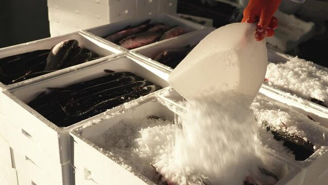 Worker pours ice crumbles into containers with fresh raw white mullets standing in contemporary food market warehouse closeup