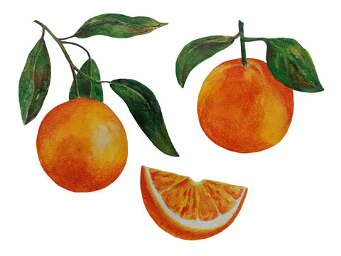 Orange watercolor illustration. Citrus fruit branch orange,orange slice, orange set isolated on white background.