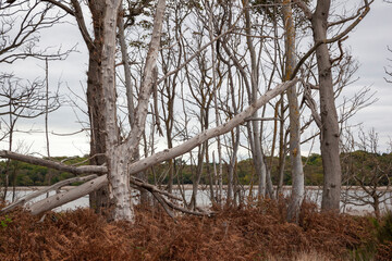 Dead fallen trees  at Benacre, Suffolk, England, United Kingdom