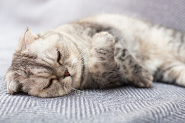 Fototapeta na wymiar Calm relaxed gray scottish fold cat lies on gray sofa
