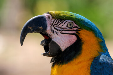 Parrot