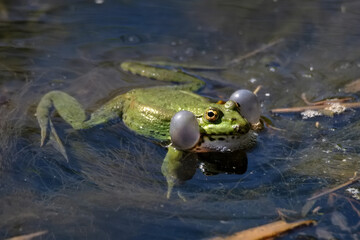 Pelophylax lessonae or Lake or Pool Frog.Frog in the pond.