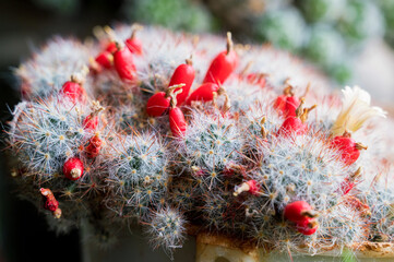 Mammillaria or pincushion cactus. Red of cactus Mammillaria hahniana in pot.