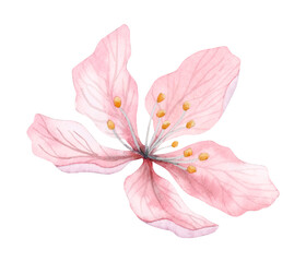 Fototapeta na wymiar Light pink watercolor almond flower, flowering cherry tree, sakura petals botanical illustration isolated on white