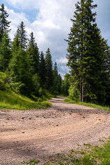 Waldweg mit Steinen, der nach links aus dem Bild läuft im Tannenwald im Sommer