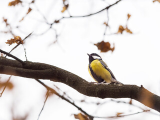  Great Tits Perching On Bare Tree