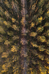 Aerial view of a poplar forest for paper production