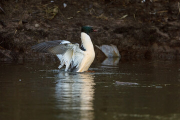 A male merganser duck in the winter on a river	
