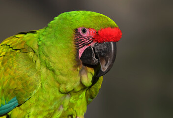 Parrot