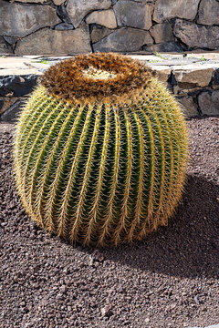 Seeigelkaktus (Astrophytum asterias)