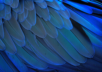 Parrot feathers