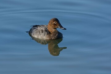 Female Common Pochard (Aythya ferina) swimming