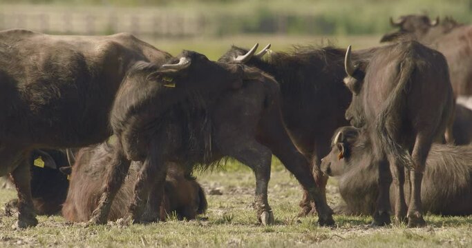 Herd Of Bubalus Bubalis (Water Buffalo) Grazing and RestingSlow Motion Image