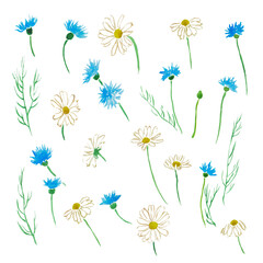 Daisies and cornflowers , blue flowers, chamomile illustration, wild flowers, watercolor illustration, blossom 