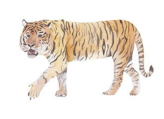 Obraz na płótnie Canvas Chinese Siberian Tiger Watercolor illustration for Chinese new year celebration Graphic element for greeting card, poster, party invitation. Png file with transparent background Watercolor clipart
