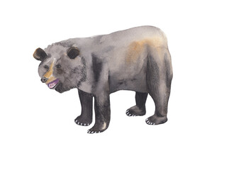 Tibetan bear Watercolor illustration for Chinese new year celebration Graphic element for greeting card, poster, party invitation, scrapbooking. Png file with transparent background Watercolor clipart
