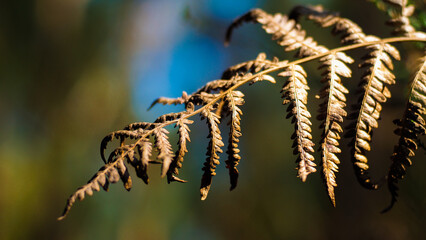 Fougères sauvages, dans la forêt des Landes de Gascogne