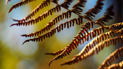 Fougères sauvages, dans la forêt des Landes de Gascogne