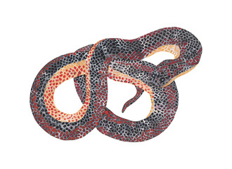Rainbow snake. Gouache painting, realistic animal reptile of wild tropical nature. Illustrations for kids design. Printable png file with transparent background
