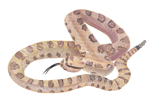 Great Basin Rattlesnake Colorful  snake. Gouache painting, realistic animal reptile of wild tropical nature. Illustrations for kids design. Printable png file with transparent background