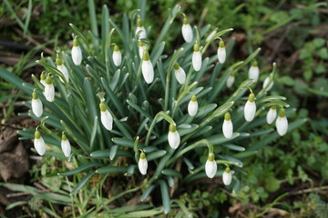 Schneegl&ouml;ckchen auf Wiese am Morgen im Februar
