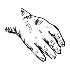 Baby Hand. Human hands sketch drawing illustration.	