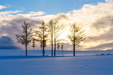  冬のマイルドセブンの丘　北海道・美瑛冬の観光