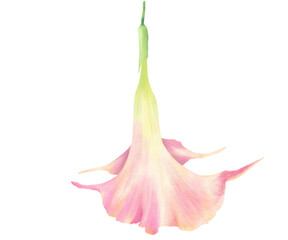 Angels Trumpet Poisonous flower illustration  Colorful procreate digital clipart Botanical design element for scrapbooking, invitation, postcards and greeting cards © Liudmila