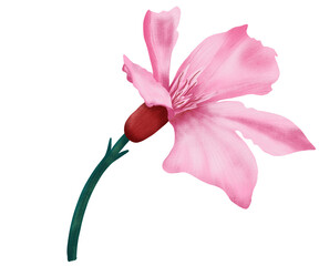 Nerium Oleander Pink Poisonous flower illustration Colorful procreate digital clipart Botanical design element for scrapbooking, invitation, postcards and greeting cards