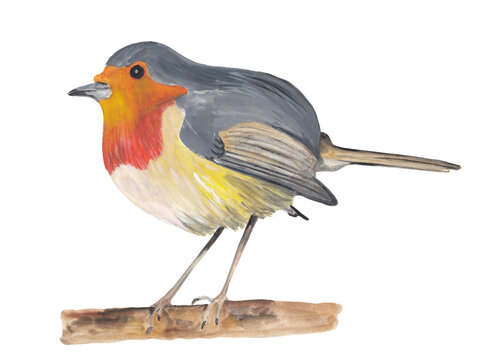 Cute roodborst in orange, yellow and gray colors Winter gouache illustration Hand painted and hand drawn clipart Original painting