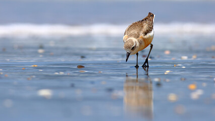 An endemic New Zealand dotterel (Charadrius obscurus aquilonius) foraging on the beach (North...