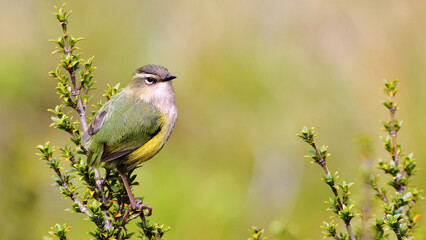 The New Zealand Rock Wren or Pīwauwau (Xenicus gilviventris) is a rare and endangered bird species (endemic to the Southern Alps, South Island, New Zealand).