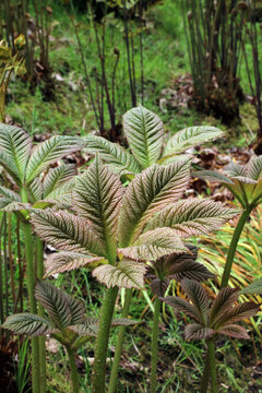 New Rodgersia leaves growing in Spring, Derbyshire England

