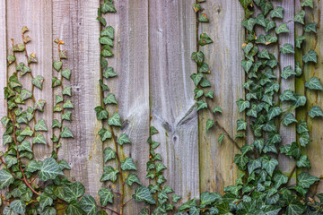 creeping ivy plant on wooden rustic fence, background