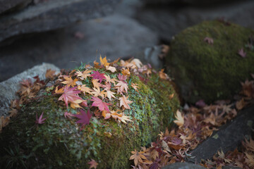 紅葉