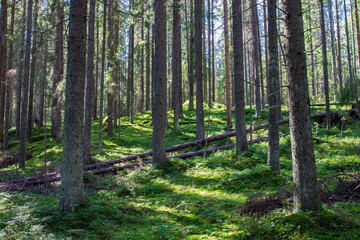Fototapeta premium path in the forest