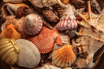 seashells on the beach