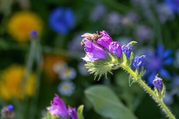 bumble bee collecting nectar from pink flowers of viper's bugloss with colourful wildflowers blurred in the background